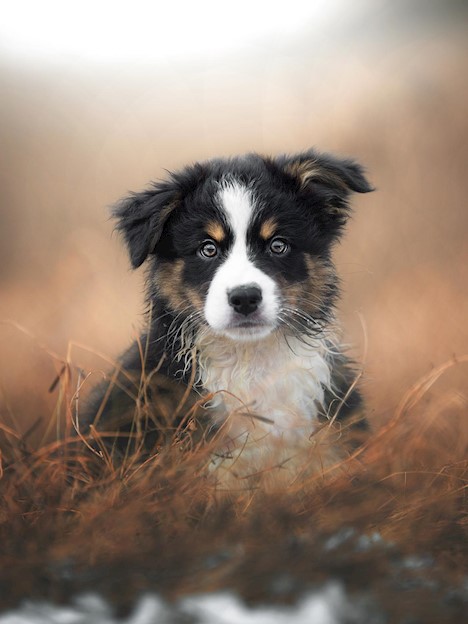 Succeed with dog photography - A guide in 5 steps 