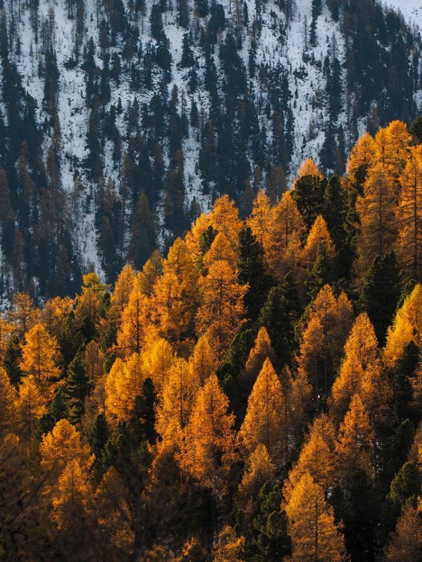 FSC® Forest Week
