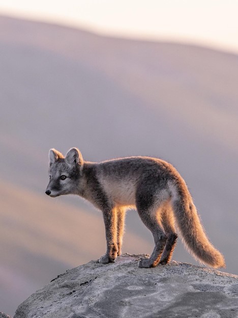 Далекогледи